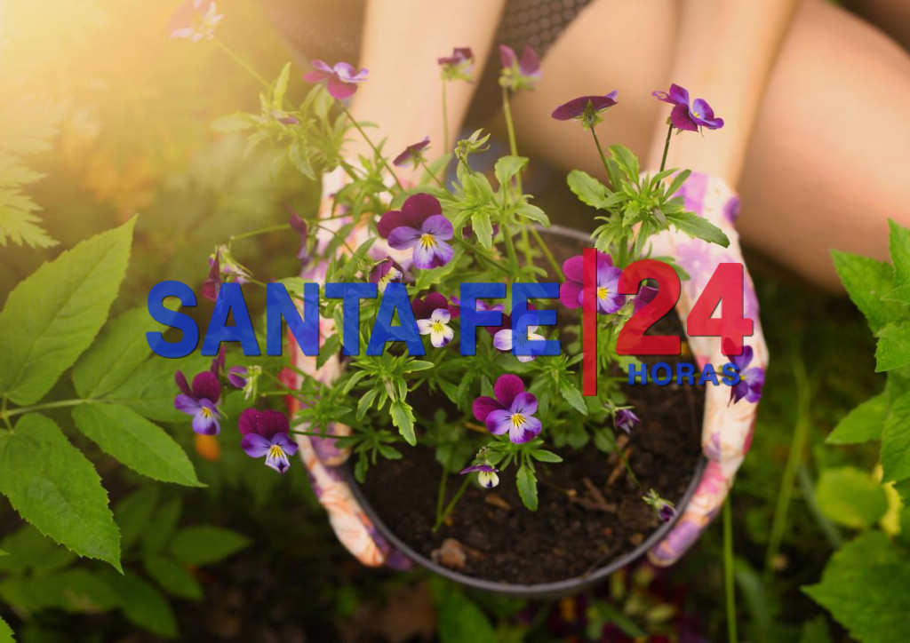 Pensamiento: la colorida planta resistente al frío que alegra patios y  jardines en invierno – Santa Fe 24 Horas